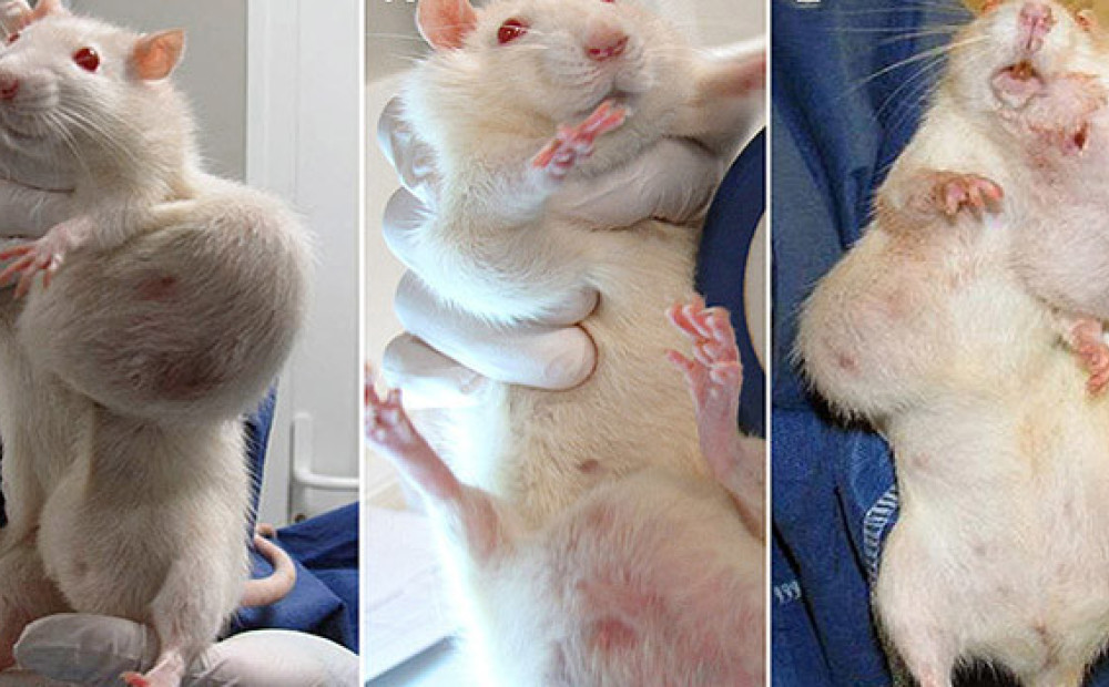 ГМ-крысы с выраженными мутациями
