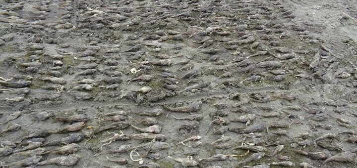 Мертвая рыба на Байкале