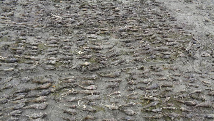 Мертвая рыба на Байкале