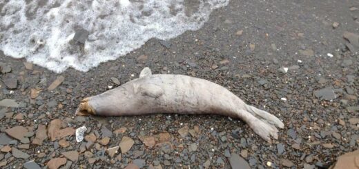 мертвый тюлень на Аляске