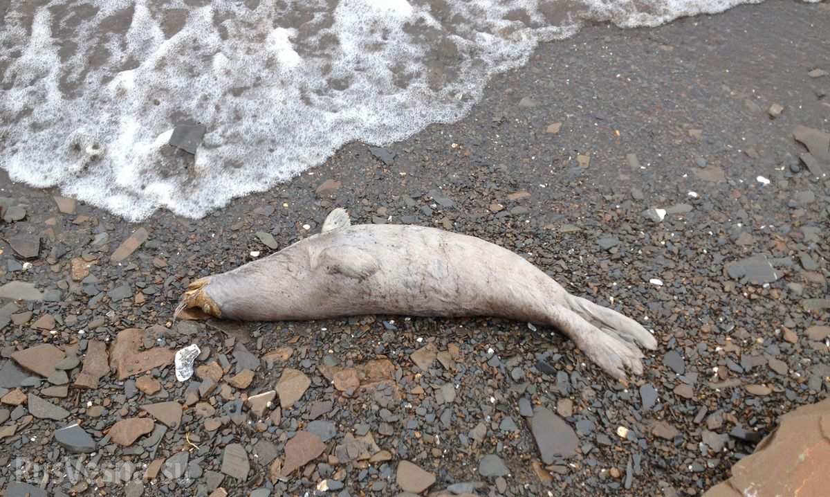 мертвый тюлень на Аляске